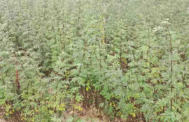 苗木种植中积水问题的解决方法与综合防治策略