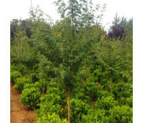 高成活率绿化苗木热卖促销 苗木种植全攻略与选购指南
