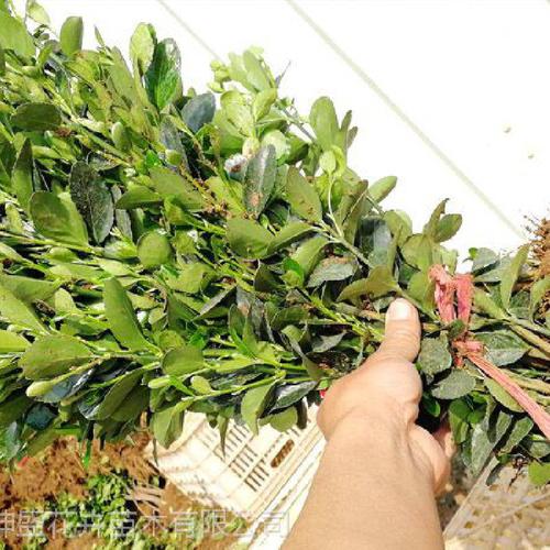 青州市坤盛花卉苗木 产品