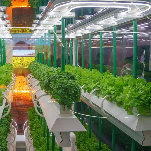 0成交0平方米创农植物工厂无土栽培蔬菜设备室内外水培种植架全自动
